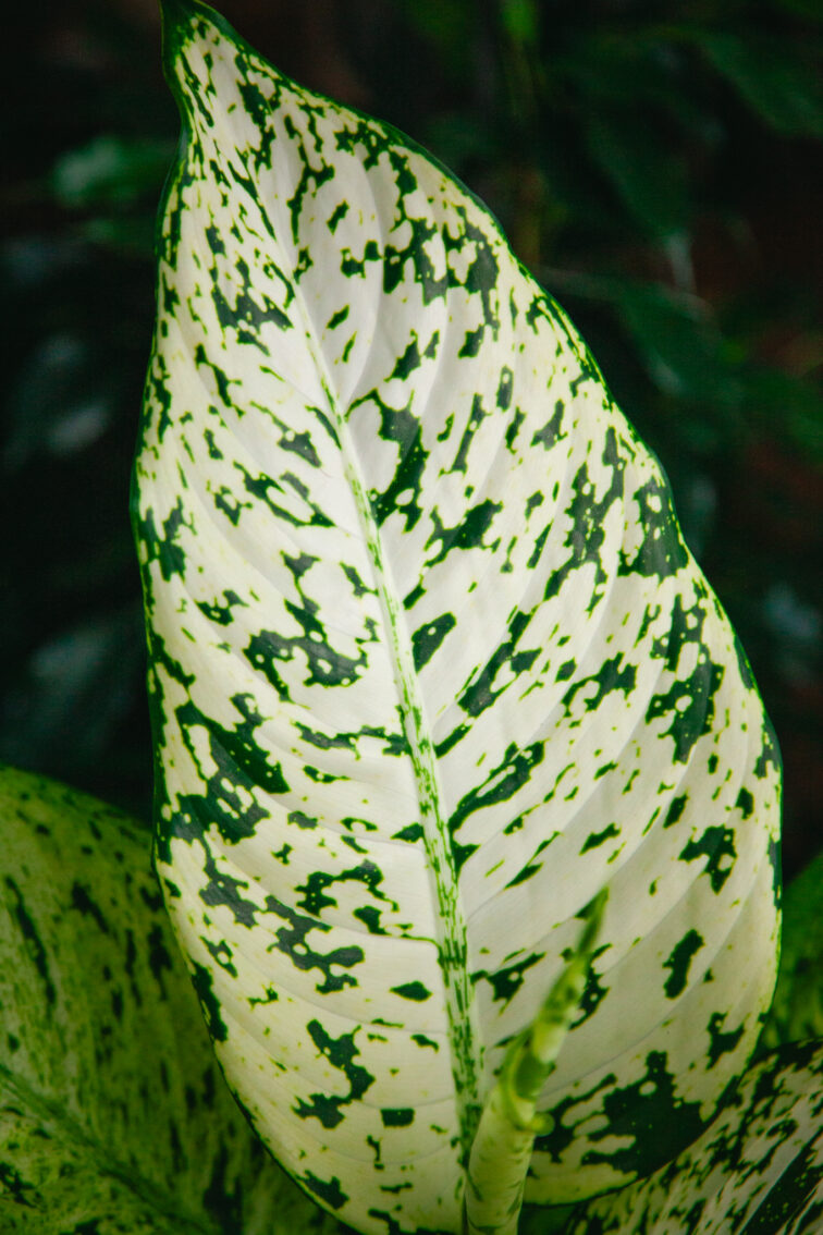 Zdjęcie rosliny doniczkowej Dieffenbachia Snowflake, ujęcie 3