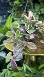 Zdjęcie rosliny doniczkowej Hoya Flamingo Dream, ujęcie 1