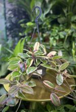 Zdjęcie rosliny doniczkowej Hoya Flamingo Dream, ujęcie 2