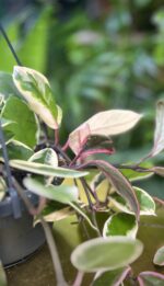 Zdjęcie rosliny doniczkowej Hoya Flamingo Dream, ujęcie 3