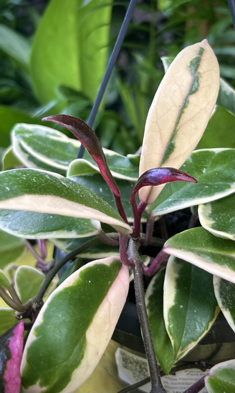 Zdjęcie rosliny doniczkowej Hoya Flamingo Dream, ujęcie 4