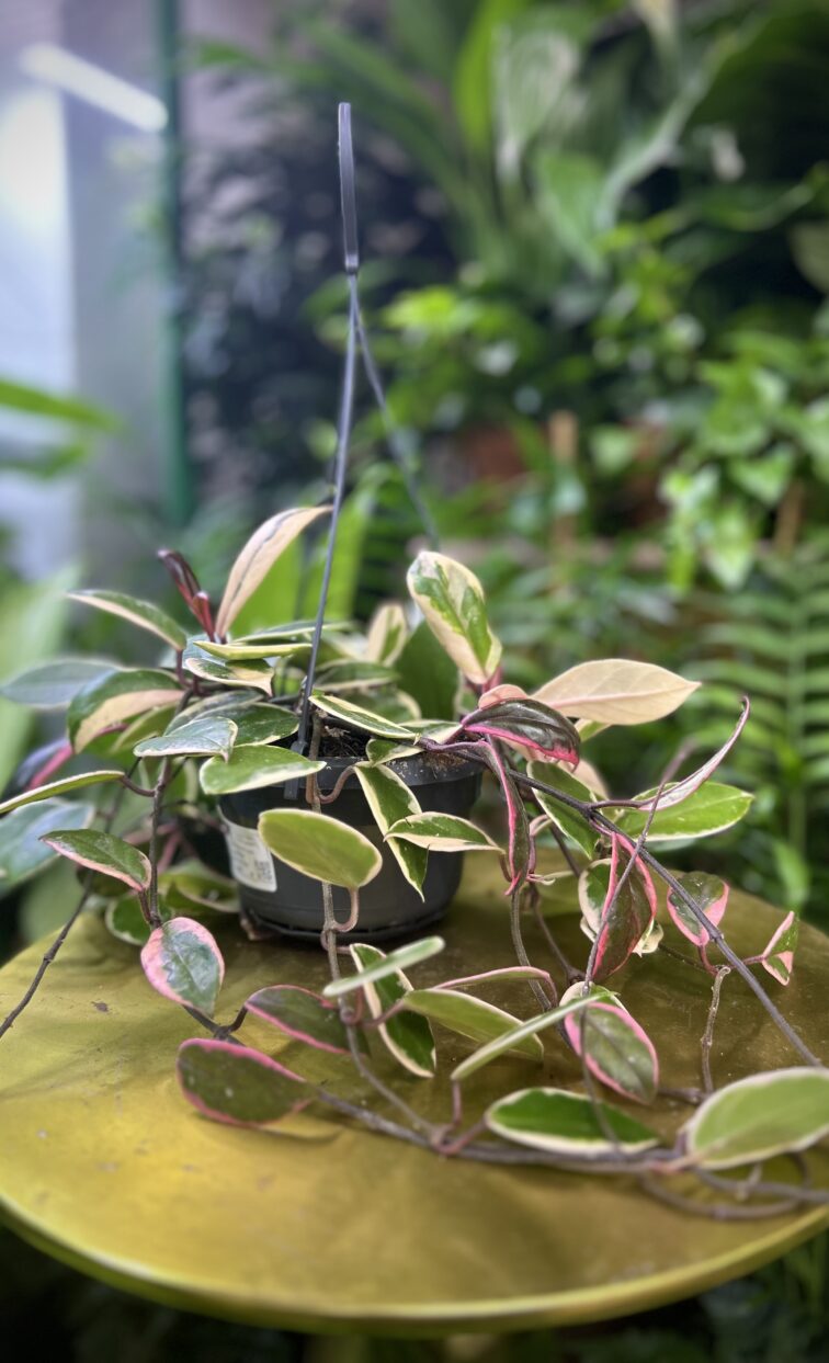 Zdjęcie rosliny doniczkowej Hoya Flamingo Dream, ujęcie 5