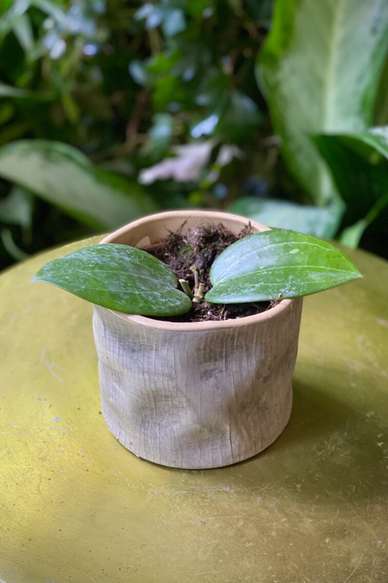 Zdjęcie rosliny doniczkowej Hoya Puom Siam Ruby, ujęcie 1