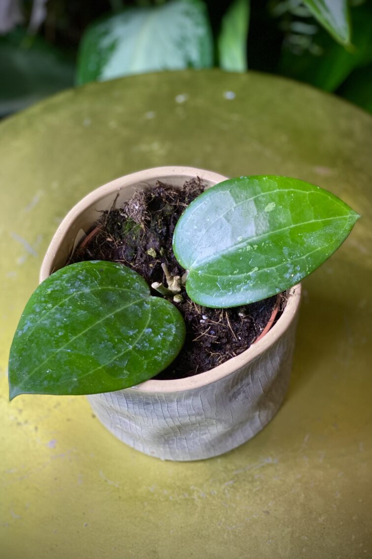 Zdjęcie rosliny doniczkowej Hoya Puom Siam Ruby, ujęcie 2