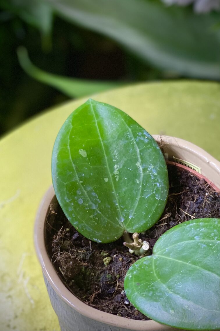 Zdjęcie rosliny doniczkowej Hoya Puom Siam Ruby, ujęcie 3