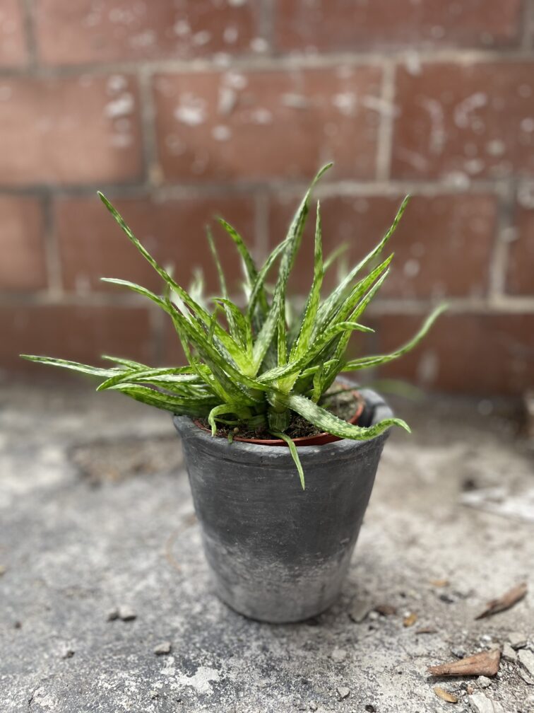 Zdjęcie doniczki lub oslonki: Osłonka Ash 11 × 12 cm, ujęcie 2