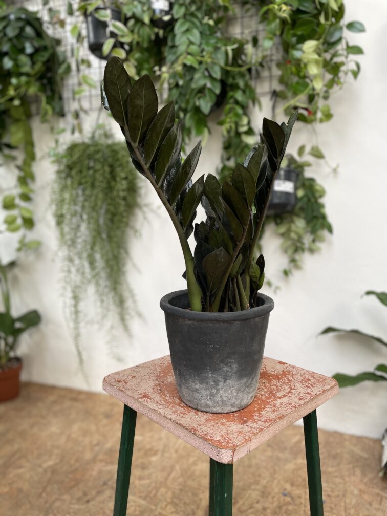 Zdjęcie doniczki lub oslonki: Osłonka Ash 16 × 17 cm, ujęcie 2