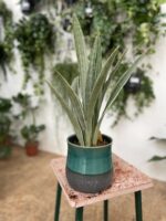 Zdjęcie doniczki lub oslonki: Osłonka Tuluza 15 × 16 cm, ujęcie 2