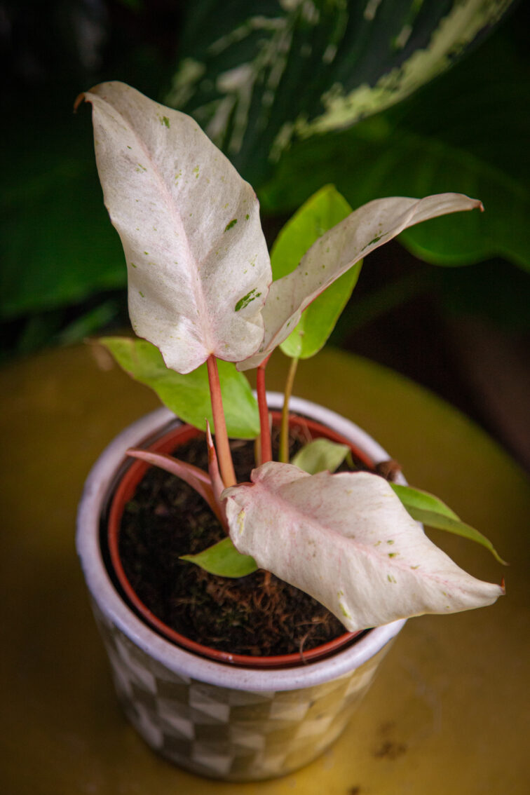 Zdjęcie rosliny doniczkowej Philodendron Snowdrift, ujęcie 1