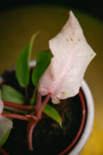 Zdjęcie rosliny doniczkowej Philodendron Snowdrift, ujęcie 2