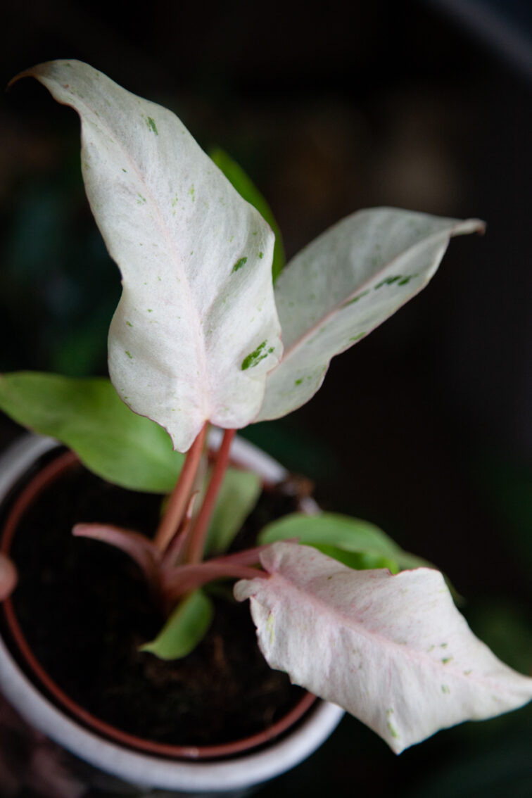 Zdjęcie rosliny doniczkowej Philodendron Snowdrift, ujęcie 3