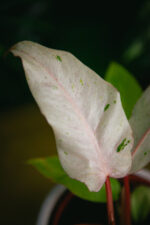 Zdjęcie rosliny doniczkowej Philodendron Snowdrift, ujęcie 4