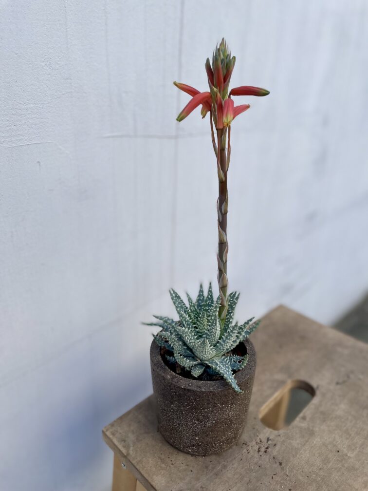 aloe-humilis_8x20-1_1742562850.jpg Zdjęcie rosliny doniczkowej Aloe Humilis, ujęcie 1