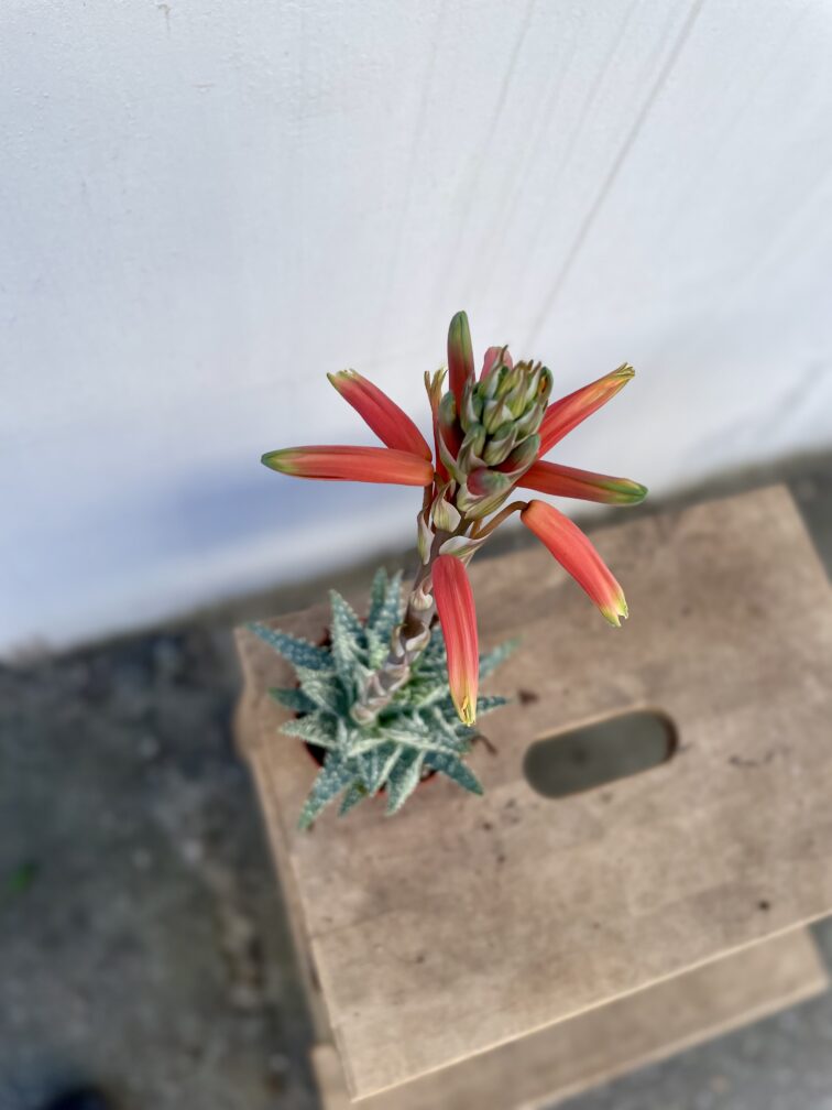 Zdjęcie rosliny doniczkowej Aloe Humilis, ujęcie 2