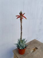 Zdjęcie rosliny doniczkowej Aloe Humilis, ujęcie 3