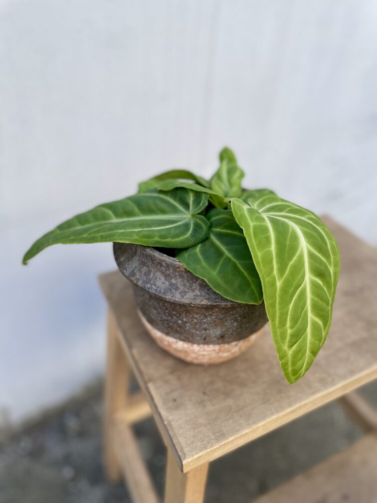 anthurium-villenaorum_9x10-1_1742562971.jpg Zdjęcie rosliny doniczkowej Anthurium villenaorum, ujęcie 1