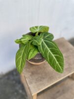 Zdjęcie rosliny doniczkowej Anthurium villenaorum, ujęcie 2