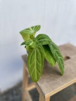 Zdjęcie rosliny doniczkowej Anthurium villenaorum, ujęcie 3