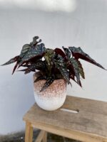 Zdjęcie rosliny doniczkowej Begonia Black Forrest, ujęcie 1