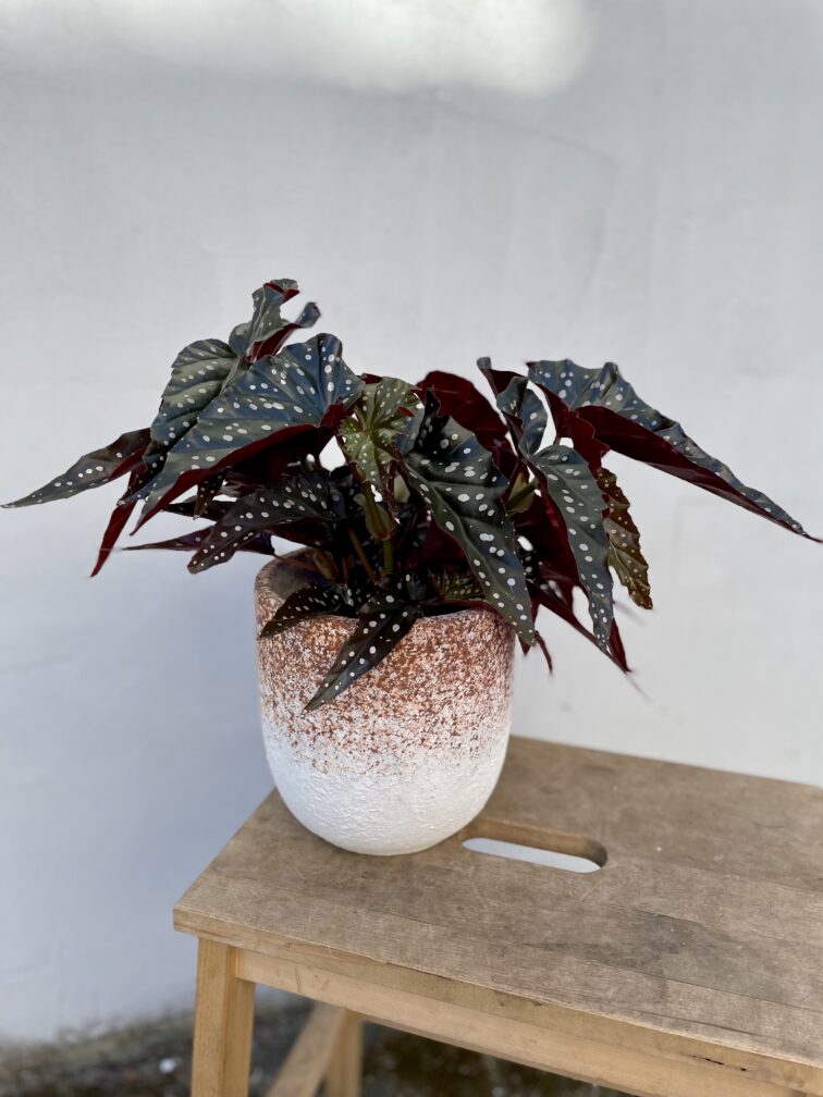 begonia-black-forrest_14x35-1_1743234777.jpg Zdjęcie rosliny doniczkowej Begonia Black Forrest, ujęcie 1
