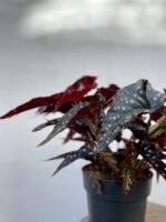 Zdjęcie rosliny doniczkowej Begonia Black Forrest, ujęcie 2