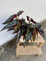 Zdjęcie rosliny doniczkowej Begonia Black Forrest, ujęcie 3