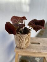 Zdjęcie rosliny doniczkowej Begonia masoniana Jungle, ujęcie 1