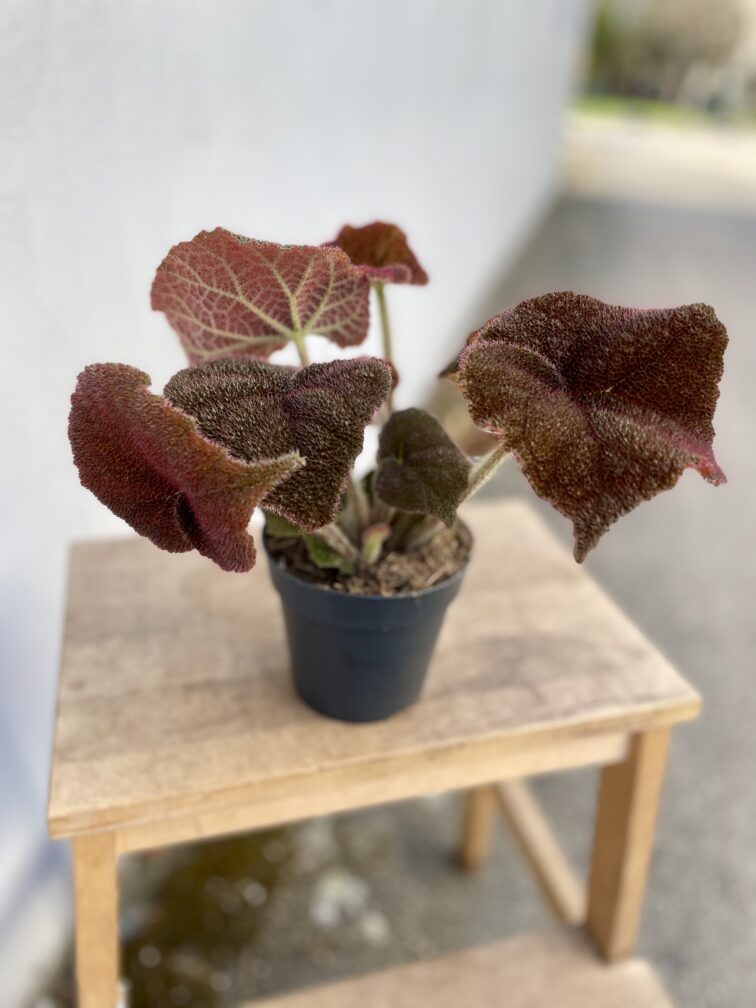 Zdjęcie rosliny doniczkowej Begonia masoniana Jungle, ujęcie 2