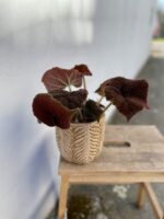 Zdjęcie rosliny doniczkowej Begonia masoniana Jungle, ujęcie 3