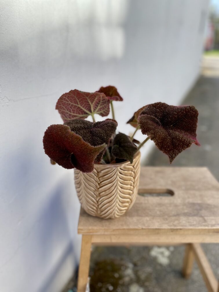 Zdjęcie rosliny doniczkowej Begonia masoniana Jungle, ujęcie 3