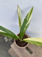 Zdjęcie rosliny doniczkowej Epipremum amplissimum variegata, ujęcie 1