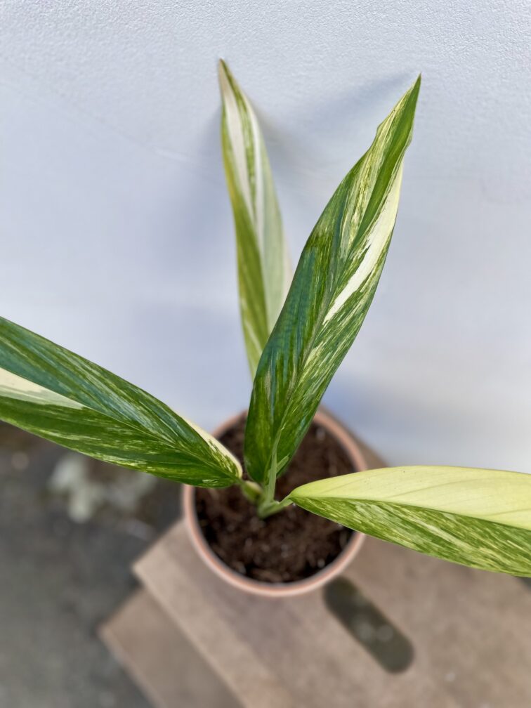 Zdjęcie rosliny doniczkowej Epipremum amplissimum variegata, ujęcie 1