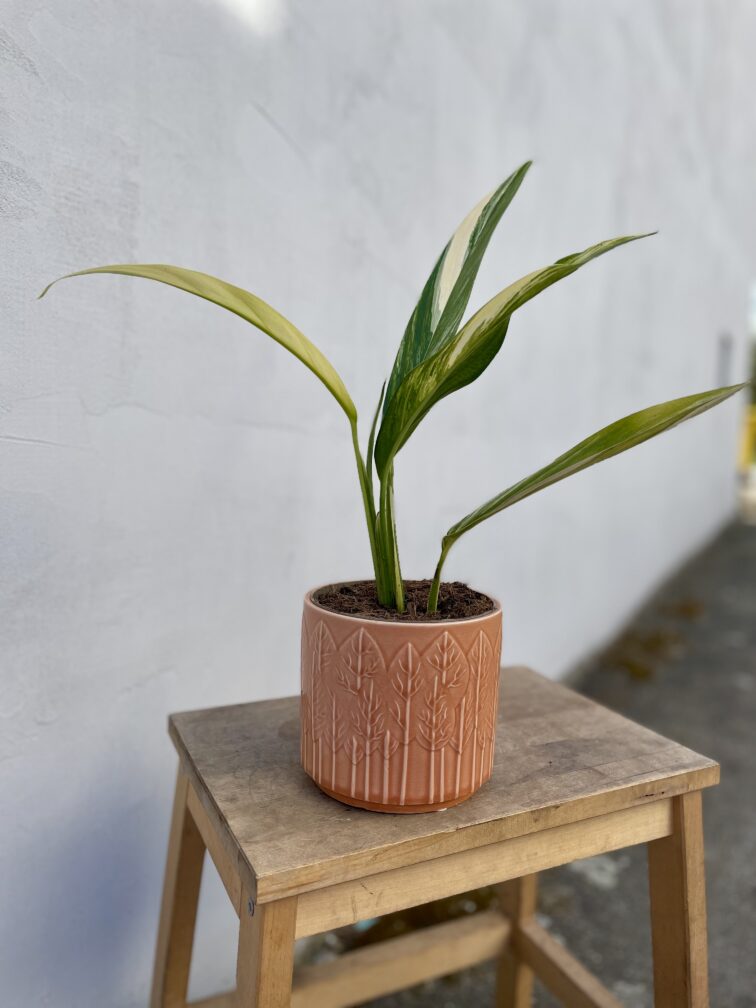 Zdjęcie rosliny doniczkowej Epipremum amplissimum variegata, ujęcie 2