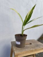 Zdjęcie rosliny doniczkowej Epipremum amplissimum variegata, ujęcie 3