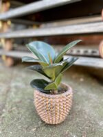 Zdjęcie rosliny doniczkowej Ficus elastica Sofia, ujęcie 2