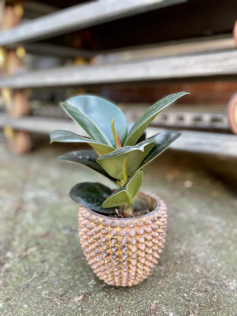 Zdjęcie rosliny doniczkowej Ficus elastica Sofia, ujęcie 2