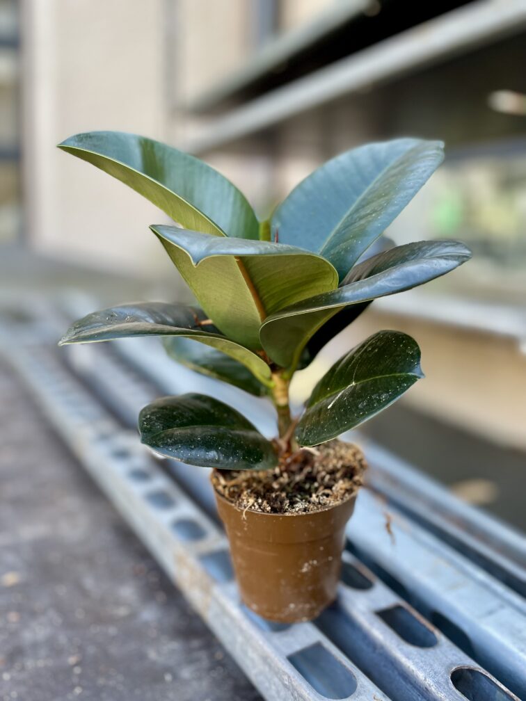 Zdjęcie rosliny doniczkowej Ficus elastica Sofia, ujęcie 3