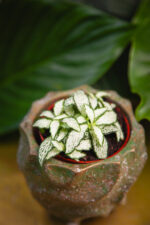 Zdjęcie rosliny doniczkowej Fittonia White Forest Flame, ujęcie 1