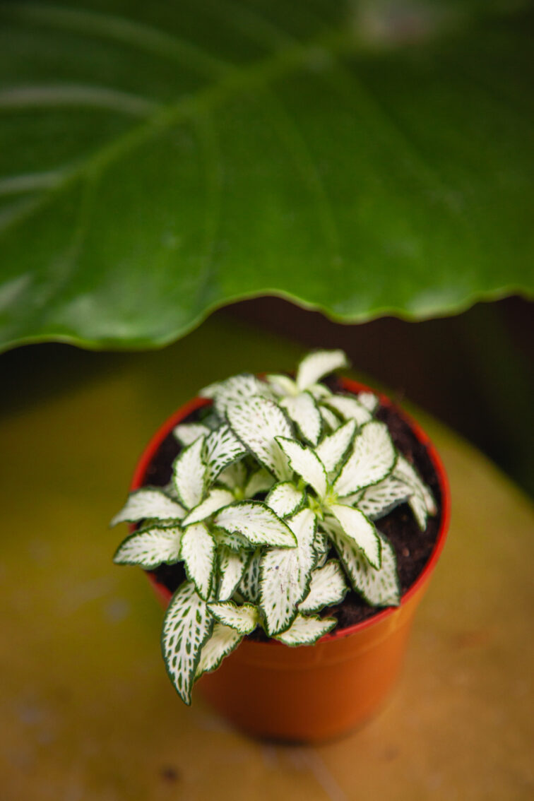Zdjęcie rosliny doniczkowej Fittonia White Forest Flame, ujęcie 2