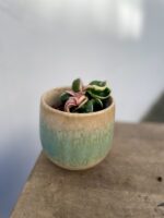 Zdjęcie rosliny doniczkowej Hoya carnosa compacta variegata, ujęcie 1