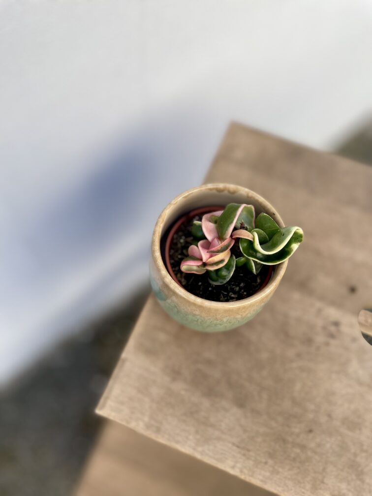 Zdjęcie rosliny doniczkowej Hoya carnosa compacta variegata, ujęcie 2