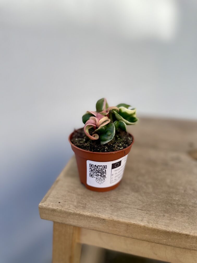 Zdjęcie rosliny doniczkowej Hoya carnosa compacta variegata, ujęcie 3