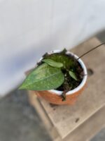 Zdjęcie rosliny doniczkowej Hoya cinnamomifolia, ujęcie 1