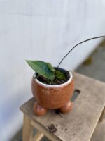 Zdjęcie rosliny doniczkowej Hoya cinnamomifolia, ujęcie 2