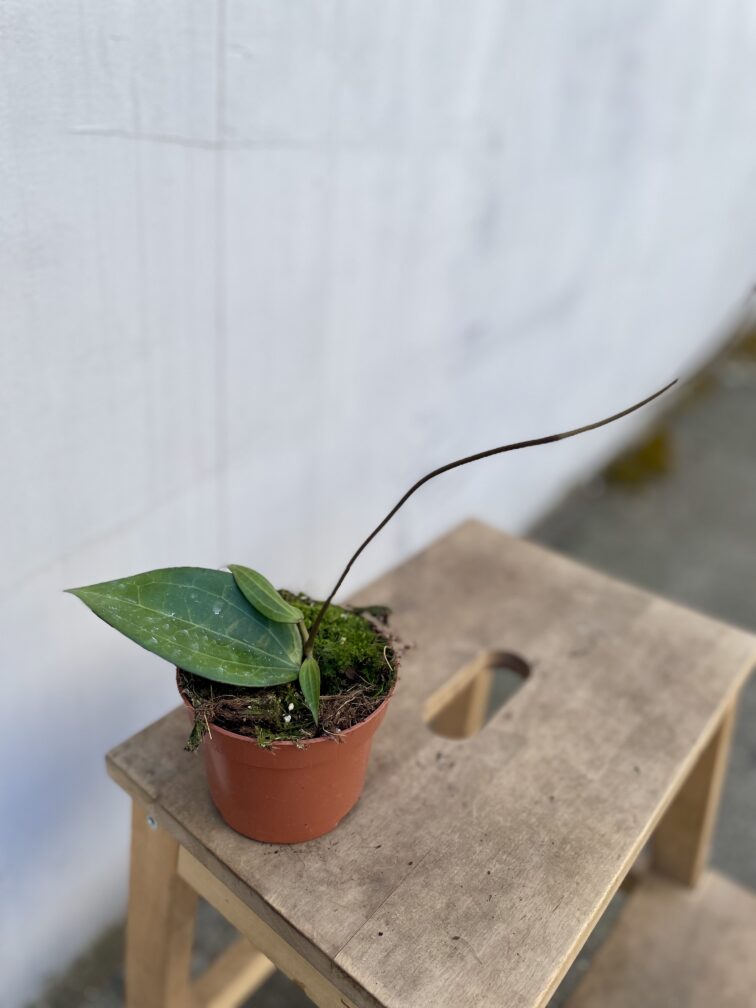 Zdjęcie rosliny doniczkowej Hoya cinnamomifolia, ujęcie 3