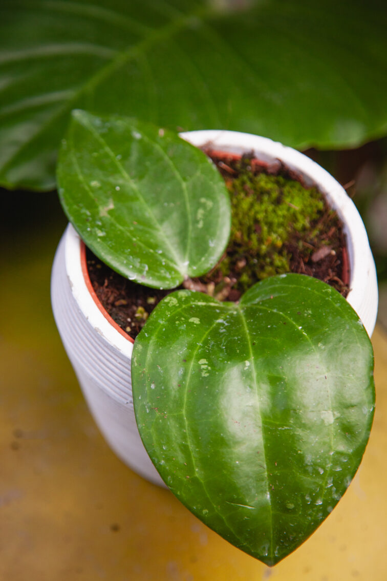 Zdjęcie rosliny doniczkowej Hoya macrophylla Borneo, ujęcie 1