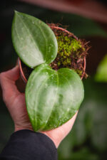 Zdjęcie rosliny doniczkowej Hoya macrophylla Borneo, ujęcie 2