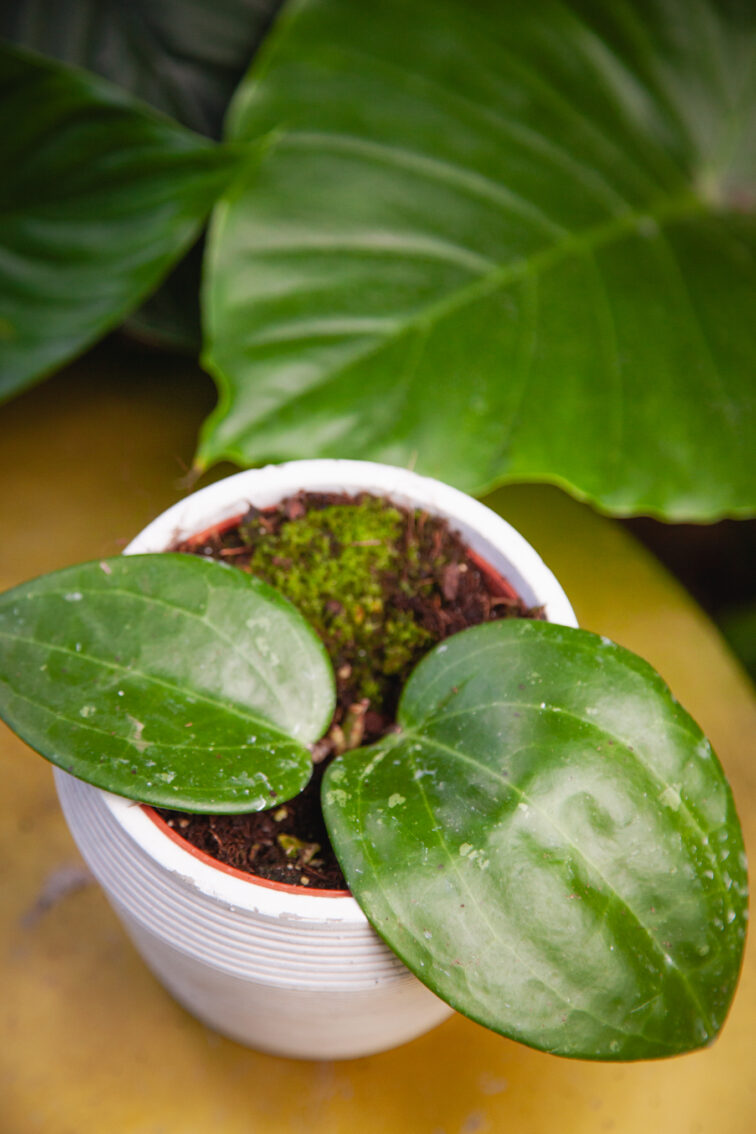 Zdjęcie rosliny doniczkowej Hoya macrophylla Borneo, ujęcie 3