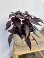 Zdjęcie rosliny doniczkowej Iresine herbstii Rich Darkstar, ujęcie 1