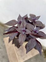 Zdjęcie rosliny doniczkowej Iresine herbstii Rich Darkstar, ujęcie 2